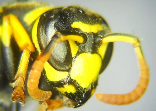 Réf. 168 503 : Polistes dominula