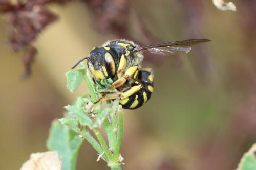 Réf. 168 026 : Anthidium florentinum