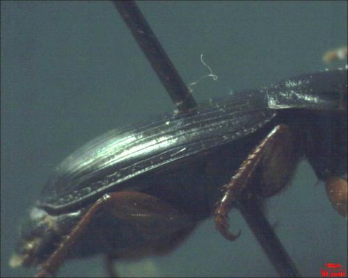 Harpalus sp.