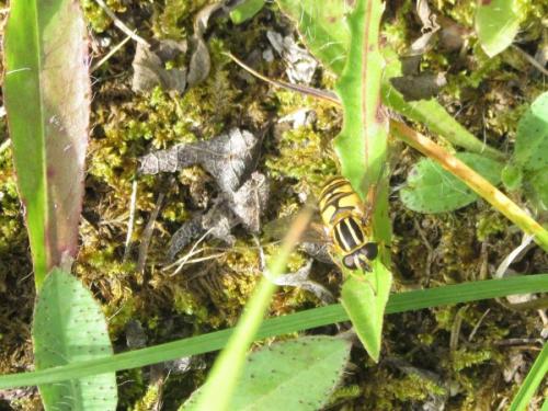 Réf. 169 221 : Helophilus pendulus