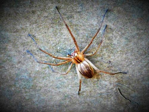Réf. 169 236 : Pisaura mirabilis