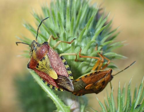 Carpocoris purpureipennis