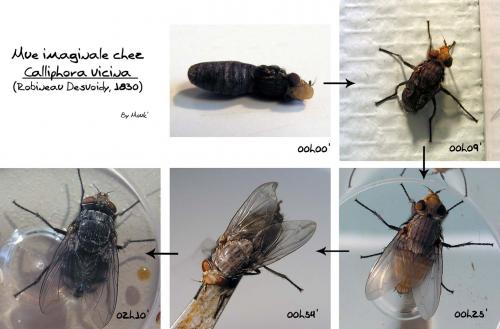 Réf. 17 481 : Calliphora vicina