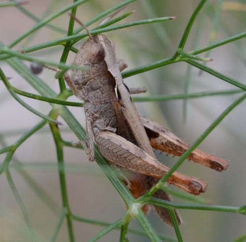 Chorthippus sp.