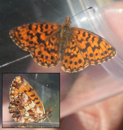 Réf. 170 921 : Boloria dia
