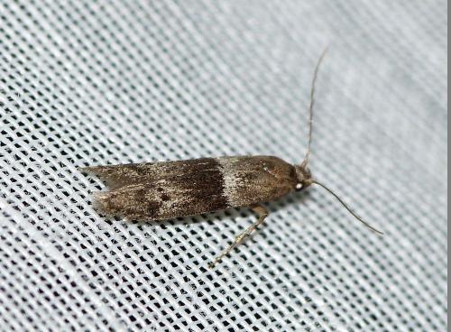 Réf. 170 485 : Blastobasis sp.
