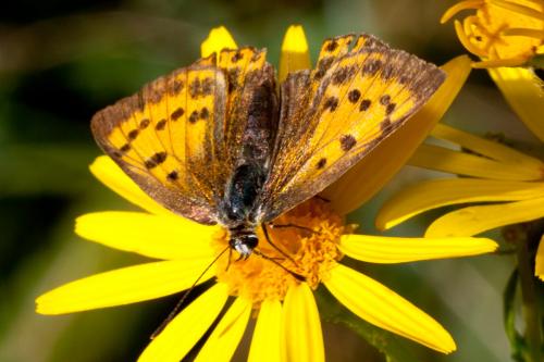 Réf. 171 171 : Lycaena virgaureae