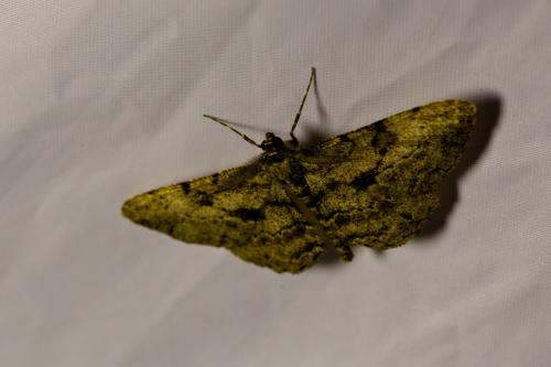 Réf. 171 874 : Peribatodes rhomboidaria