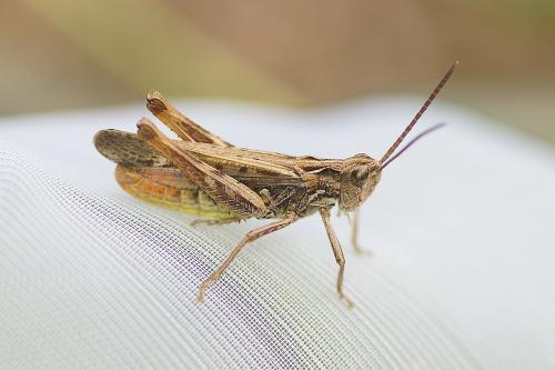 Réf. 171 630 : Chorthippus sp.