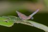 171067 – Photo : D. Martinez – Philippines