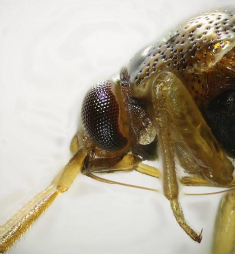 Réf. 173 734 : Deraeocoris lutescens