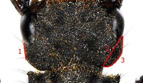 Réf. 173 512 : Ontholestes tessellatus