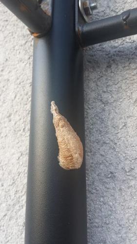 Réf. 173 914 : Mantis religiosa