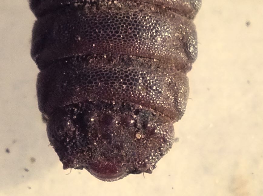 Franck Buron - Solva marginata - réf. 173940 (868 x 649 pixels, 77 ko)