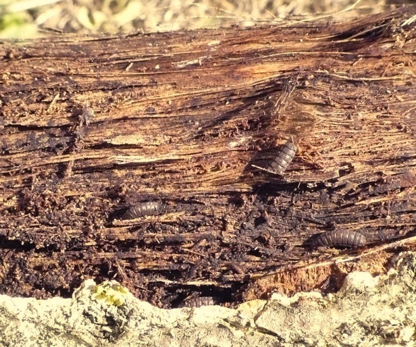 Franck Buron - Solva marginata - réf. 173991 (808 x 674 pixels, 210 ko)