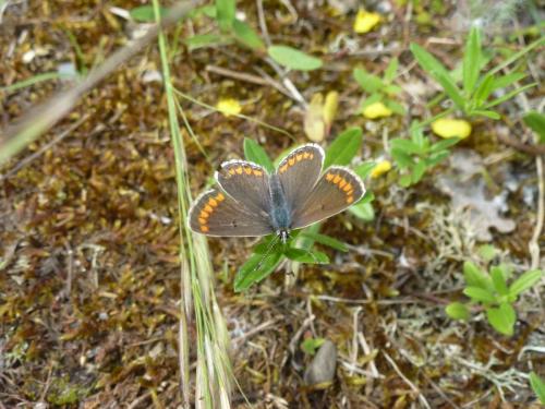 Réf. 174 314 : Aricia agestis