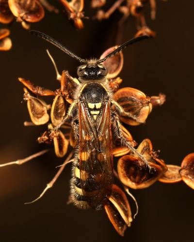 Réf. 174 727 : Colpa sexmaculata
