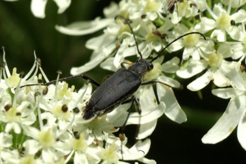 Réf. 174 694 : Anastrangalia dubia