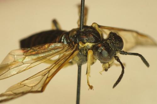 Réf. 174 390 : Tenthredo sp.