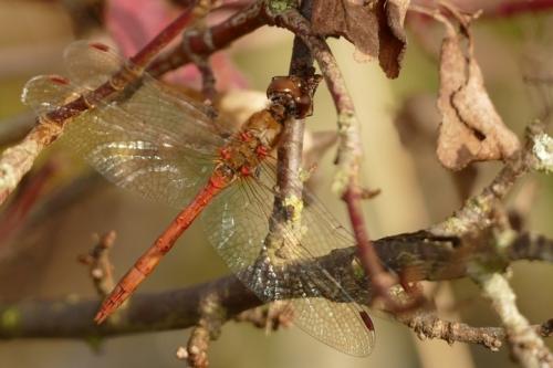 Sympetrum striolatum