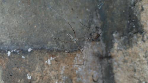 Réf. 174 320 : Pholcus phalangioides