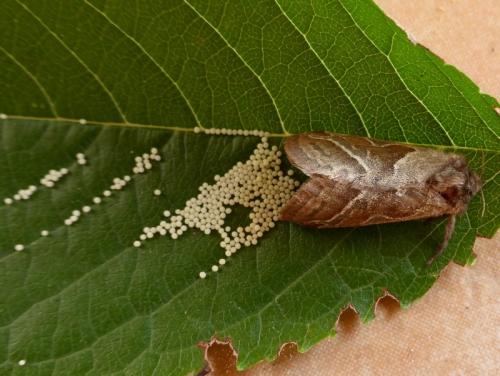 Réf. 174 056 : Triodia sylvina