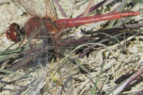 Sympetrum fonscolombii