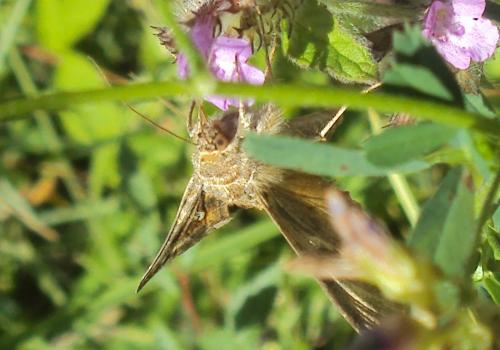 Réf. 175 545 : Autographa gamma