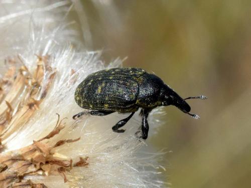 Réf. 176 828 : Larinus turbinatus
