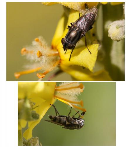 Réf. 176 878 : Stomorhina lunata