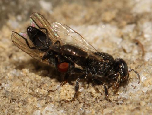 Réf. 177 289 : Oxybelus bipunctatus