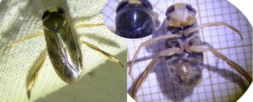 Réf. 177 110 : Corixa punctata