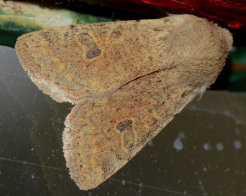 Réf. 177 893 : Orthosia cruda