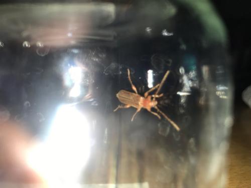 Phymatodes testaceus