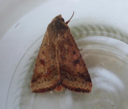 Réf. 177 181 : Helicoverpa armigera