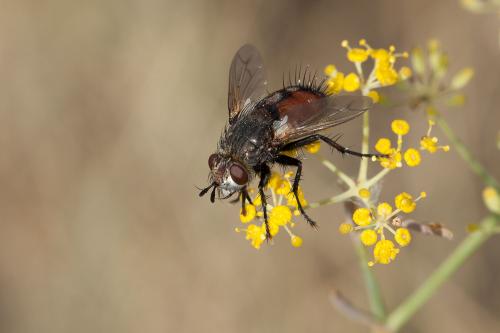 Réf. 177 147 : Peleteria rubescens