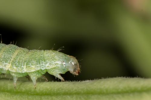 Réf. 178 483 : Helicoverpa armigera