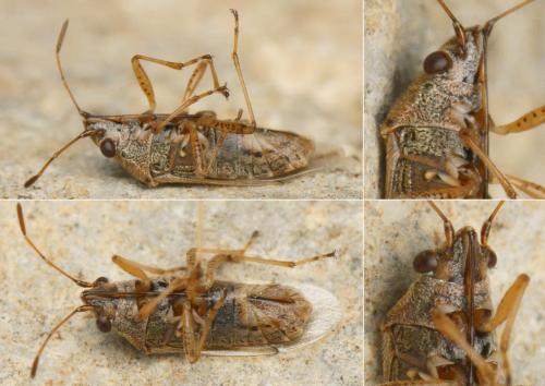 Réf. 178 974 : Nysius graminicola