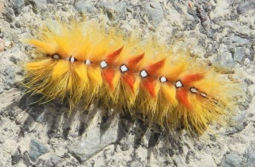 Acronicta aceris