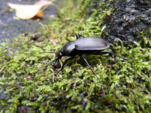 Réf. 178 739 : Carabus sp.