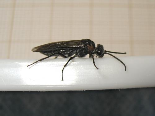Réf. 179 779 : Dolerus haematodes