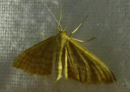 Réf. 179 486 : Idaea sp.