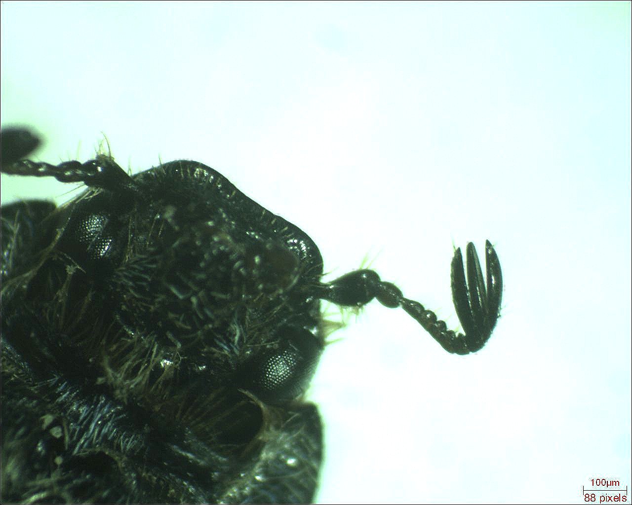 Anonyme - Hoplia (Decamera) philanthus - réf. 179357 (1280 x 1024 pixels, 152 ko)