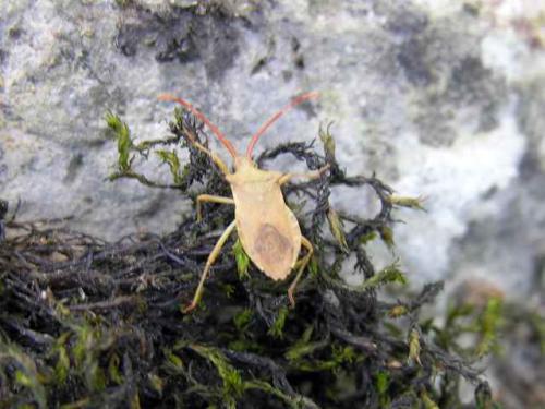 Réf. 18 427 : Gonocerus acuteangulatus