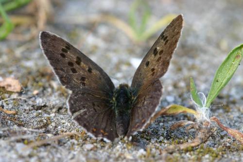 Réf. 18 186 : Lycaena tityrus