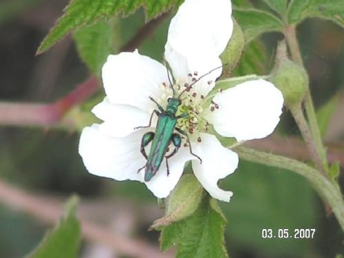 Réf. 18 365 : Oedemera nobilis