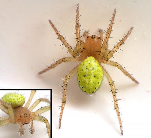 Réf. 18 524 : Araniella cucurbitina