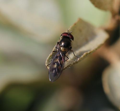 Réf. 180 449 : Meliscaeva auricollis