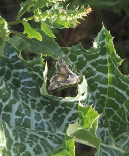 Réf. 180 572 : Autographa gamma
