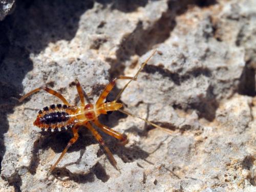 Réf. 180 384 : Rhynocoris sp.